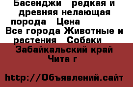 Басенджи - редкая и древняя нелающая порода › Цена ­ 50 000 - Все города Животные и растения » Собаки   . Забайкальский край,Чита г.